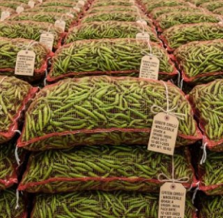 green-chilli-1