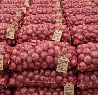 onion-1